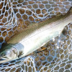 暑いけど釣れる ～フィッシングパーク高島の泉～